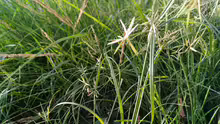 Cyperus esculentus