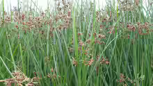 Cyperus longus