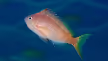 Cyprinocirrhites polyactis