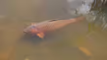 Cyprinus carpio