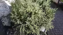 Cytisus praecox