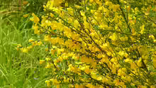 Cytisus scoparius