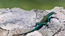 Dalmatolacerta oxycephala