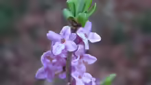 Daphne mezereum