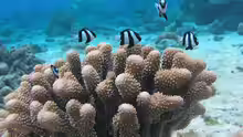 Dascyllus aruanus