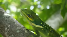 Deiroptyx equestris