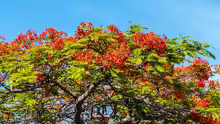 Delonix regia