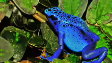 Dendrobaten