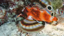 Dendrochirus biocellatus