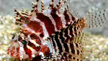 Dendrochirus brachypterus
