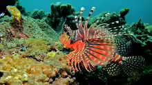 Dendrochirus zebra