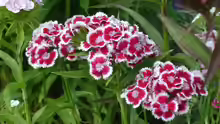 Dianthus barbatus