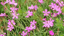 Dianthus deltoides
