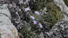 Dianthus plumarius