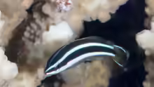 Diproctacanthus xanthurus