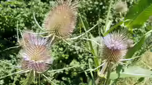 Dipsacus fullonum