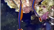 Doryrhamphus excisus excisus