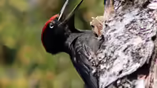 Dryocopus martius