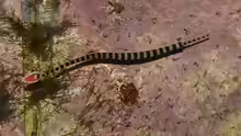 Dunckerocampus dactyliophorus