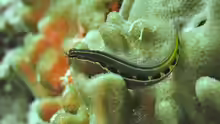 Ecsenius lineatus