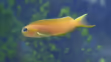 Ecsenius midas