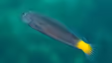Ecsenius namiyeia