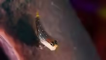 Ecsenius pictus
