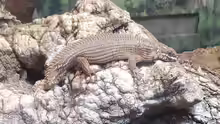 Egernia hosmeri