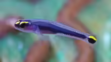 Elacatinus jarocho