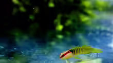 Elacatinus multifasciatus