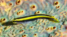 Elacatinus pridisi