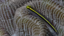 Elacatinus randalli