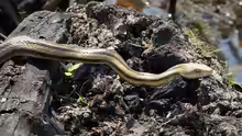 Elaphe obsoleta quadrivittata