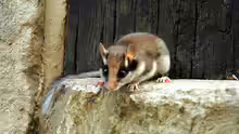 Eliomys quercinus