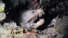 Enchelycore nigricans