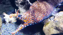 Enchelycore pardalis