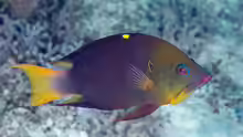 Epibulus brevis