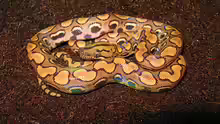 Epicrates cenchria