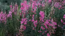 Epilobium angustifolium