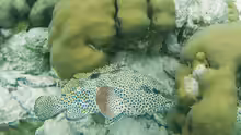 Epinephelus adscensionis