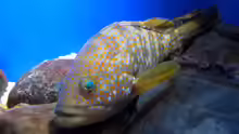 Epinephelus akaara