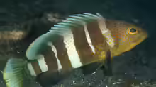 Epinephelus awoara