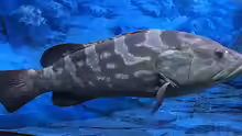 Epinephelus bruneus