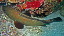 Epinephelus chlorostigma