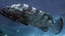 Epinephelus daemelii