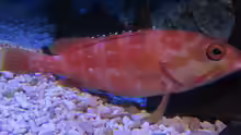 Epinephelus fasciatus