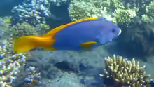 Epinephelus flavocaeruleus