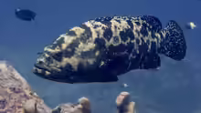 Epinephelus fuscoguttatus