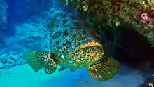 Epinephelus itajara