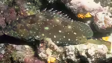 Epinephelus labriformis